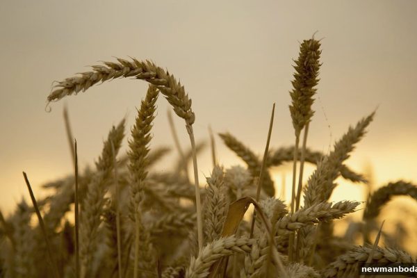 新万博旗下平台“每周首存返利”全攻略：玩法升级与时时彩关联解析